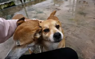 Pomozte nám postavit útočiště pro psy z ulice