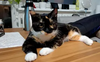 Šance na život bez bolesti pro nalezenou kočičku