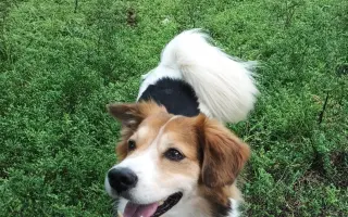 POMOC PRO FOXÍČKA - ZDRAVÝ DECH A PROTÉZA