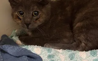 Pomoc s úhradou veterinárních nákladů 🙏