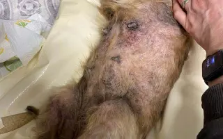 Voříškov prosí o pomoc pro psí útulkáče, poničku Babuňu, kočky a další zvířátka