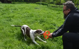 Pomoc s krmivem pro opuštěná zvířátka