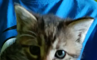 Pomohli jste dát druhou šanci kočkám z lázní