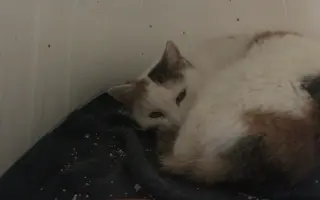 Bezbolestný život pro Žanetku a Kačenku