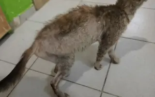 Zachraňme společně domov pro kočičky!