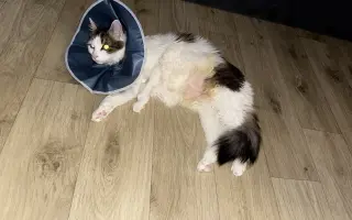 Zachraňme Mikyho: potřebuje operaci močového kamene