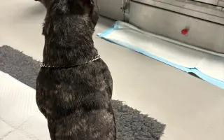 Pomozme Calvinovi zpět na nožičky