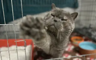 Čičmánek potřebuje operaci očí!