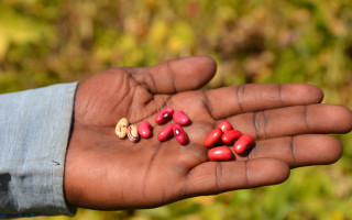 Pojďme najít fazoli pro Tanzanii