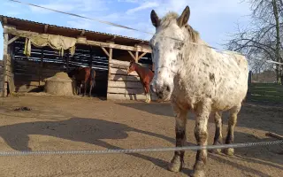 Pomocník pro Vrbovou stáj - místo naděje a zázraků pro týraná a opuštěná zvířata