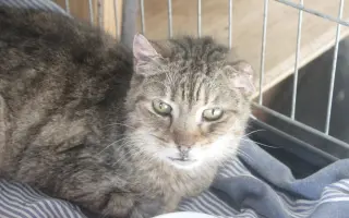 Bezbolestný život pro Žanetku a Kačenku