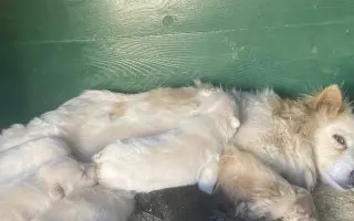 Veterinární péče pro psy v útulku - podzim 2026