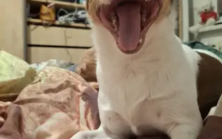 Bezbolestný pohyb pro Bobbyho