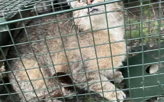 Kočky vrní, faktury křičí. Pomozte MonPet z.s. dál zachraňovat kočičí životy.