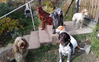 Pomoc pro Renny a její smečku: pohyb bez bolesti