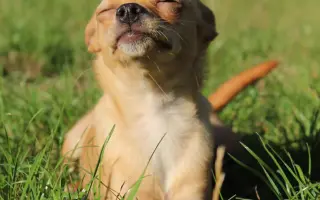 Pomoc pro spolek Kapka pro tlapky