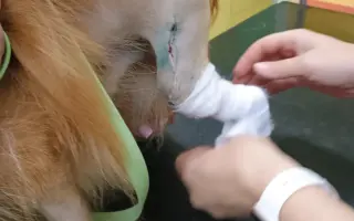 Pomozme Rikymu znovu běhat