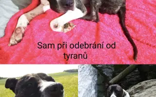 Pomozte zachránit Psí domov spolku Zastavme Utrpení.