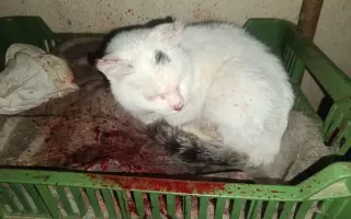 Nekonečný boj o záchranu zvířecích životů 😢