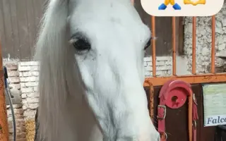 Pomozme Falcovi zachránit zrak a vrátit se k dětem, které ho milují