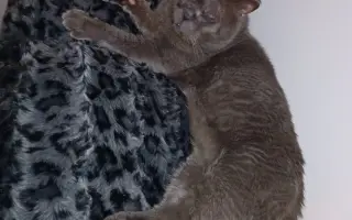 Čičmánek potřebuje operaci očí!