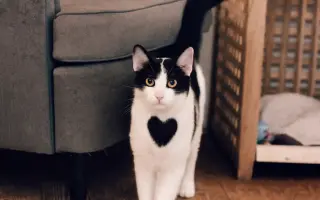 Ať se dočká každá kočka