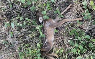 Zachraňme mláďata zvěře při senoseči v Českém středohoří dronem s termovizí