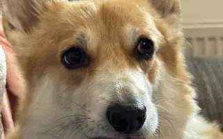 Srdce pro Ginu ❤️🦊