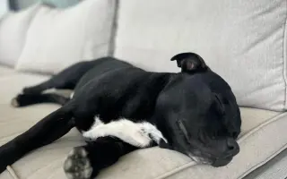 Pomozme Bexovi znovu volně dýchat 🐾