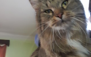 💔 Sbírka na operaci Radečka a Šmudlinky a pro ostatní kočičky