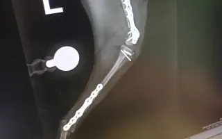 Pomozme Rikymu znovu běhat