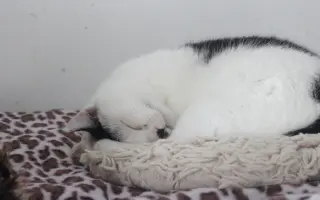 Kočičí maminky potřebují ošetření zoubků!