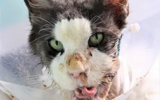 Bude zvířecí útulek Destiny Pet naplno fungovat i v roce 2026?