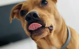 Pomozte naší Belle s akutním selháváním jater, budeme vděční za každou pomoc