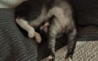 Pomozte zachránit roční Olivku v boji s FIP a FeLV♥️