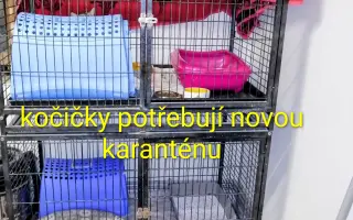 Nová karanténa pro kočičky ze Dvora Králové