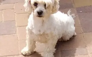 Pomozte zachráněným pejskům na cestě za novým životem 🐾