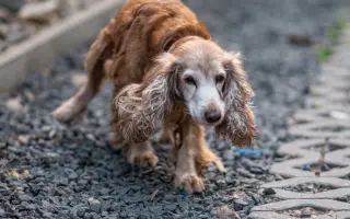 Pomozte s námi čtyřnohým seniorům
