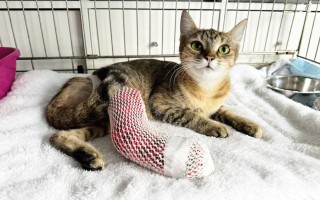 Pomohli jste přispět na operaci kolene pro Caru Miu po pádu z balkonu