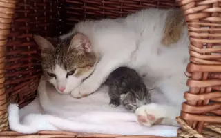 ❣️FUNGOVÁNÍ LIGY NA OCHRANU ZVÍŘAT - VETERINÁRNÍ PÉČE PRO KOČKY V NOUZI⚕️👩‍⚕️