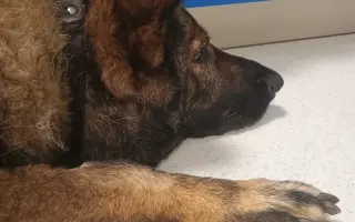 Pomoc Furině v boji s lupusem (SLE)