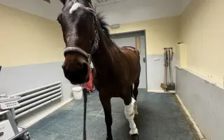 Pomozme Kokosovi znovu běhat