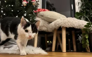 Pomoc s léčbou kocourka Shadyho