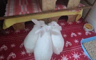 Pomozme králíčkovi Monince k životu bez bolesti