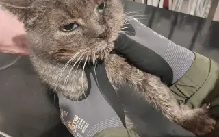 KOČIČKY V NOUZI - POMOZTE NÁM ZACHRÁNIT JEJICH ŽIVOTY