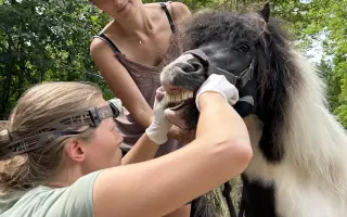 Pomozme třem statečným poníkům ke zdraví, které si sami vyběhat nemohou