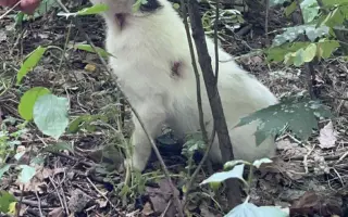 🎄 Rok 2026 pro kočky v Mostě – Pomozte nám ho zvládnout