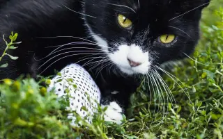 Pomozme paní Jančové a útulku Konec Toulání