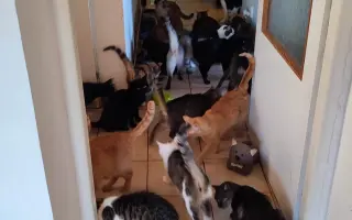 Pomůžete kočičkám bez domova?