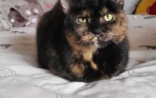 Proměňme společně kočičí svět v lepší místo 🐈